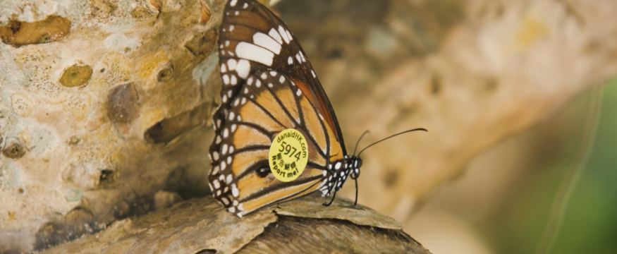 香港斑蝶的遷徙之謎