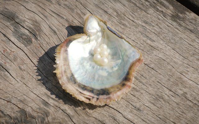 Hong Kong’s Pearl Oyster Industry to Shine Again