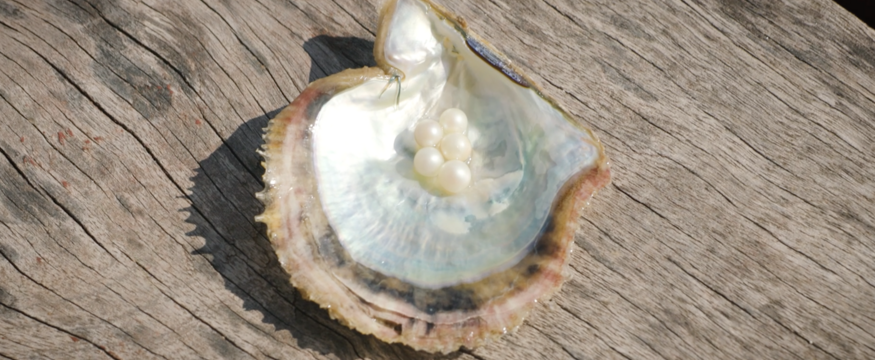 Hong Kong’s Pearl Oyster Industry to Shine Again