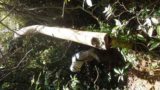 HKU utilised innovative biological identification technology to achieve a significant breakthrough in combating environmental crimes. This photo shows an illegally harvested incense Tree.  Photo credit: Arthur Sands