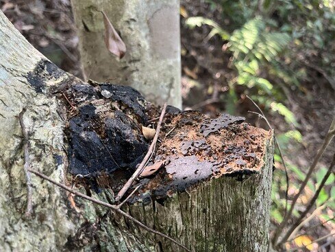 Wounded Aquilaria sinensis can be found in areas affected by illegal logging.  Photo credit: Uva Fung