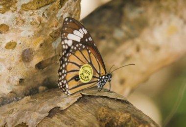 香港斑蝶的迁徙之谜